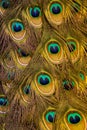Radiant, inviting peacock plumage