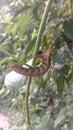 beautiful tailed caterpillar