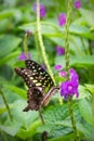 A beautiful Tailed Jay Butterfly perched on flowers