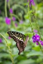 A beautiful Tailed Jay Butterfly perched on flowers