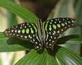 Tailed Jay sitting on a large green leaf in the greenhouse