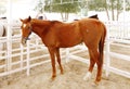 A beautiful tall brown arabian horse