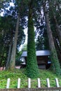 A beautiful tall cedar tree at the countryside in Japan