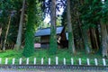 A beautiful tall cedar tree at the countryside in Japan