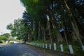 A beautiful tall cedar tree at the countryside in Japan wide shot