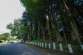 A beautiful tall cedar tree at the countryside in Japan wide shot