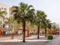 Beautiful, tall date palms on the street of the resort town.