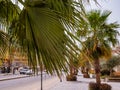 Beautiful, tall date palms on the street of the resort town.