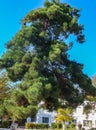 Beautiful tall fluffy pine Stankevich Pinus brutia stankewiczii against the blue sky and white building in Sevastopol. Royalty Free Stock Photo