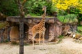 Beautiful Tall Giraffe in the Wildlife Park Zoo Royalty Free Stock Photo