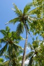 Beautiful tall green coconut palm trees at the tropical island Royalty Free Stock Photo