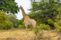 Beautiful tall majestic giraffe Kruger National Park safari South Africa