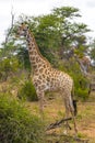 Beautiful tall majestic giraffe Kruger National Park safari South Africa