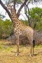 Beautiful tall majestic giraffe Kruger National Park safari South Africa