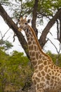 Beautiful tall majestic giraffe Kruger National Park safari South Africa