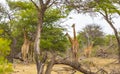 Beautiful tall majestic giraffes Kruger National Park safari South Africa