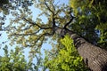 Beautiful tall oak tree Royalty Free Stock Photo