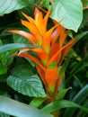 A beautiful tall orange flower
