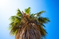 Beautiful and tall palm tree with large leaves Royalty Free Stock Photo