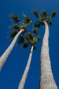 Beautiful tall palm trees on the coast of Laguna Beach California on a sunny summer day against bright blue sky. Portrait view Royalty Free Stock Photo