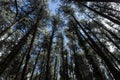 Beautiful tall pines forest with blue sky at background Royalty Free Stock Photo