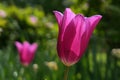 Beautiful tall pink chalice od Didiers Tulip (Tulipa Gesneriana), variety possibly Lily-Flowering tulip