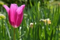 Beautiful tall pink chalice od Didiers Tulip (Tulipa Gesneriana), variety possibly Lily-Flowering tulip