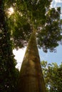 Beautiful tall tree in a Singapore