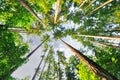 Beautiful Tall trees of Oregon Royalty Free Stock Photo