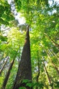 Beautiful Tall trees of Oregon Royalty Free Stock Photo