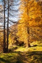 Beautiful tall yellow larches along a hiking trail Royalty Free Stock Photo