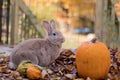 Beautiful tan and rufous domestic bunny rabbit munches on fresh leaves in the fall