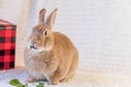 Beautiful tan and rufous domestic bunny rabbit surrounded by plush fabrics in muted palette and red and black box munches on kale