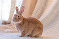 Beautiful tan and rufous domestic bunny rabbit surrounded by plush fabrics in muted palette