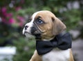 Beautiful Tan and White Boxer Puppy With Black Bow Tie Royalty Free Stock Photo