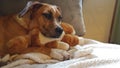 Gorgeous sleepy dog with pillow stuffed animal toy