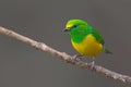 Beautiful tanager. Blue-naped Chlorophonia, Chlorophonia cyanea, exotic tropic green song bird form Colombia. Wildlife from South Royalty Free Stock Photo
