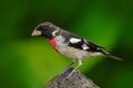 Beautiful tanager in the green habitat. Rose-breasted Grosbeak, Pheucticus ludovicianus, exotic tropic grey and red bird form Cos Royalty Free Stock Photo