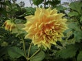 A beautiful tangerine orange dahlia