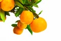 Beautiful tangerine tree on white background Royalty Free Stock Photo