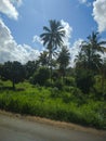 Beautiful Tanzania view near the road