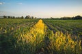 Beautiful Tapioca Farm