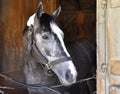 Belmont Stakes Winner Tapwrit