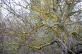 Beautiful taray with yellow lichen, endemic tree at Daimiel