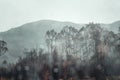 Beautiful Tasmanian Forest Mountain Landscape Royalty Free Stock Photo