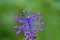 Beautiful tassel hyacinth. Muscari comosum Royalty Free Stock Photo