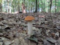 Beautiful tastier bolete in mixed forest Royalty Free Stock Photo