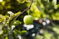 Beautiful tasty green apple on branch of apple tree in orchard. Autumn harvest in the garden outside. Village, rustic style. Copy Royalty Free Stock Photo