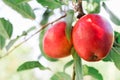 Beautiful tasty red apple on branch of apple tree in orchard, harvesting. Autumn harvest in the garden outside. Village, rustic