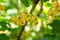 Beautiful tasty yellow currant berries growing on the branch of a bush